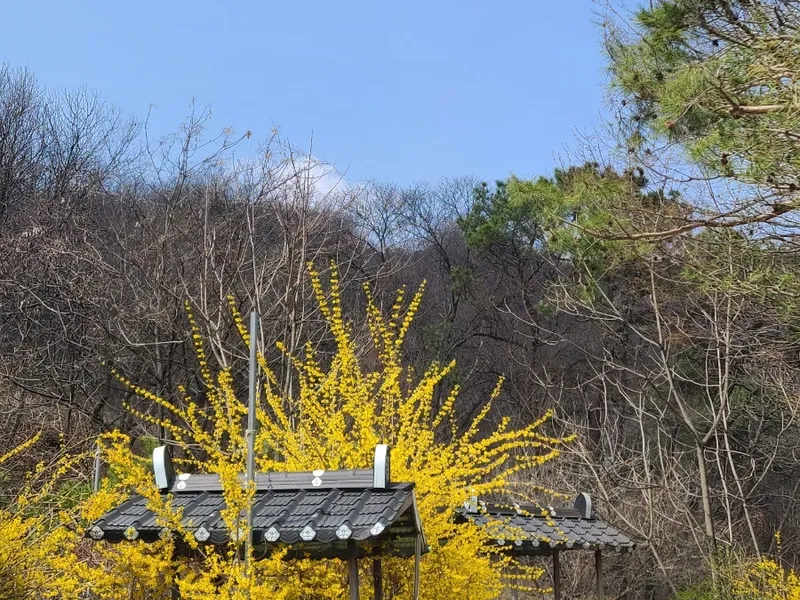 다솜차반 사진 2