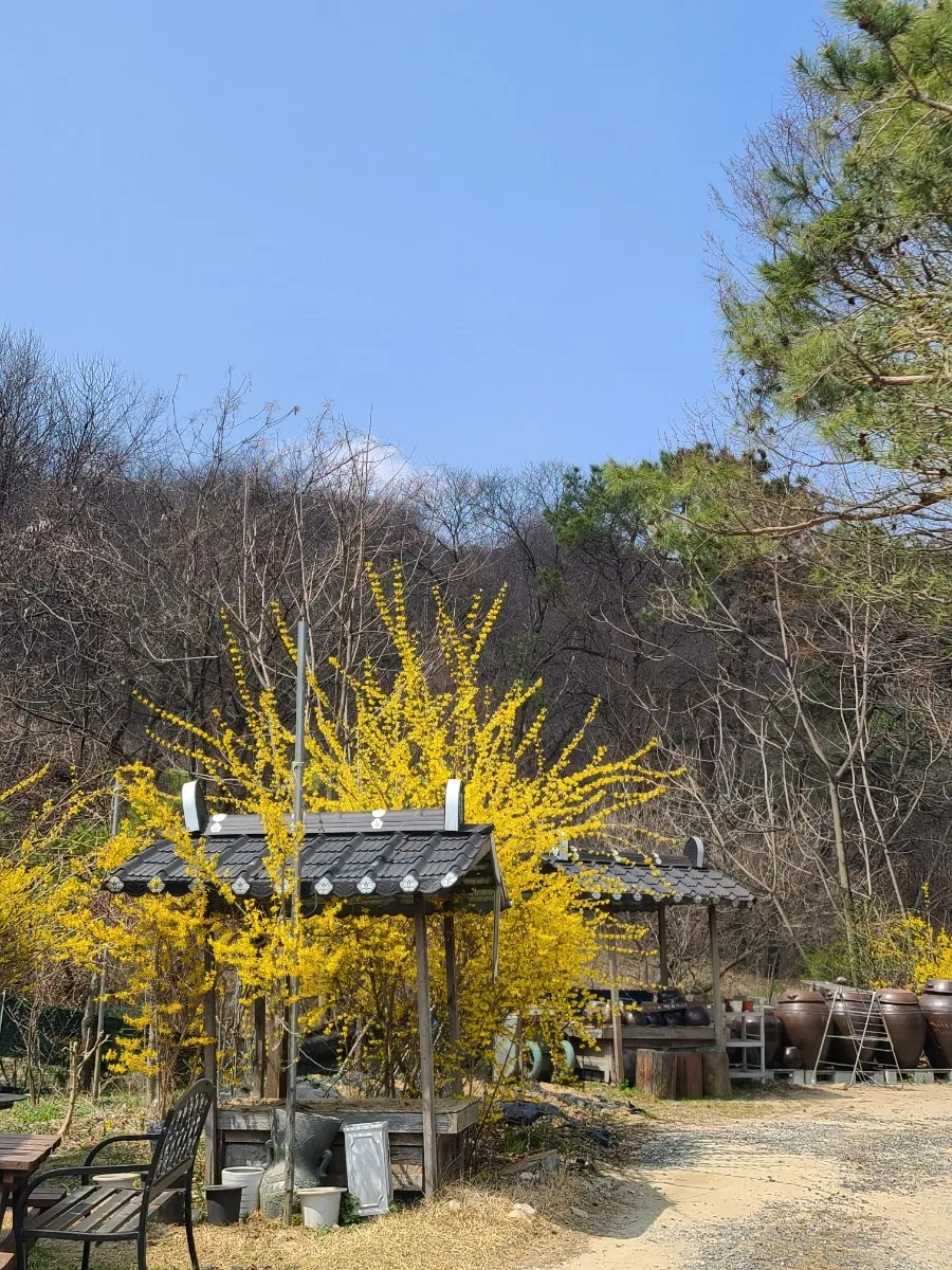 다솜차반 사진 2