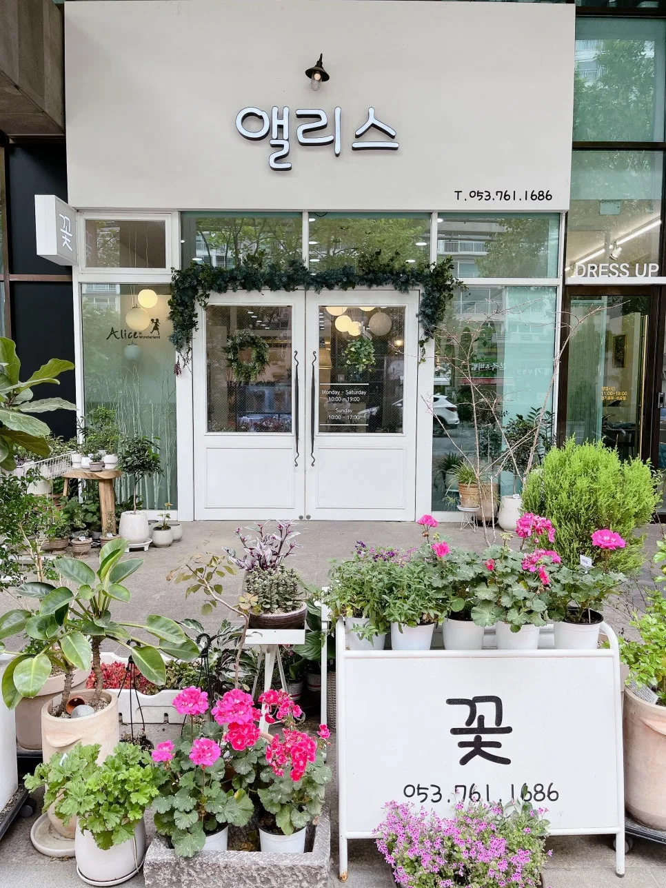 앨리스플라워 사진 4