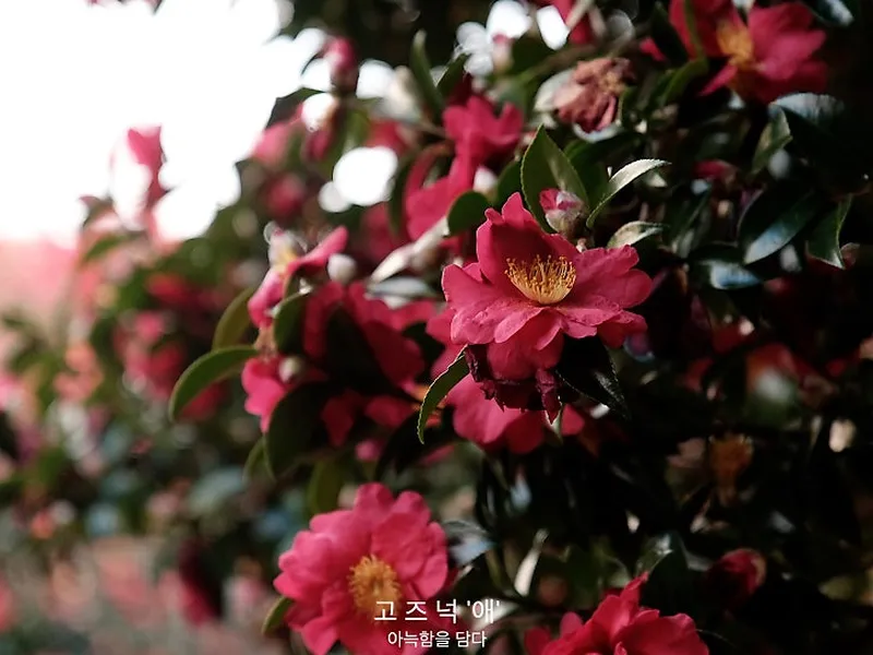 고즈넉애 사진 2
