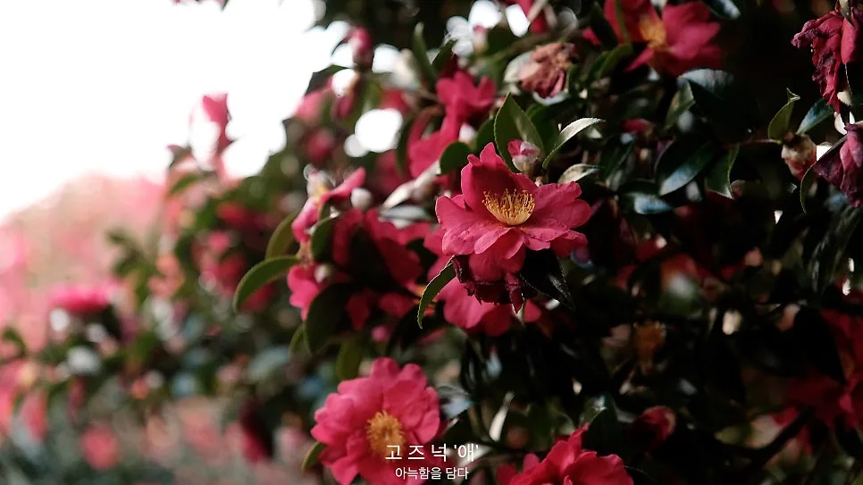 고즈넉애 사진 2