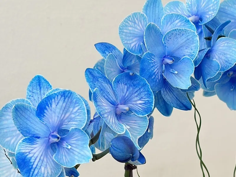 수풀림(林) 사진 3
