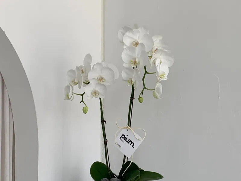 피움 천안신불당점 사진 2