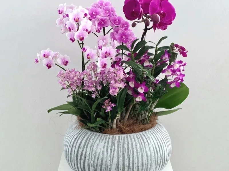 가든 플라워(garden flower) 사진 3