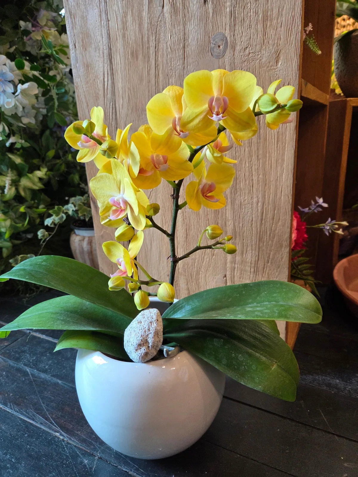 플라워쟈스민(Flower Jasmin) 사진 6